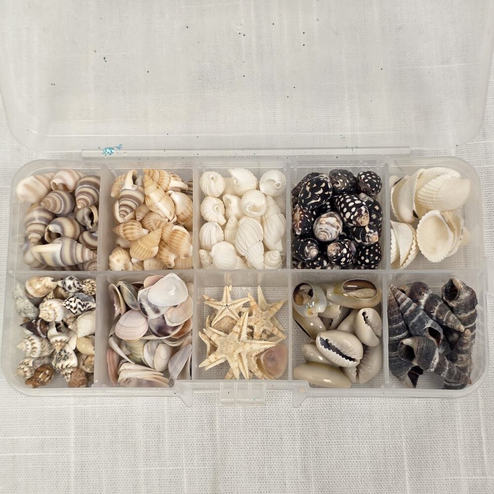 Natural Seashell Lot Starfish Cowrie Shells Assorted Ocean Beach Crafts w/ Case
